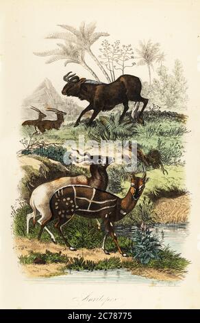 Schwarzer Wildebeest, Connochaetes gnou, vom Aussterben bedrohte Addax- oder Schreihorn-Antilope, Addax nasomaculatus und gespannter Buschbock oder -Kegel, Tragelaphus scriptus. Handkolorierter Stahlstich von F. Chardon aus Achille Comtes Musee d’Histoire Naturelle, Museum für Naturkunde, Gustave Hazard, Paris, 1854. Stockfoto