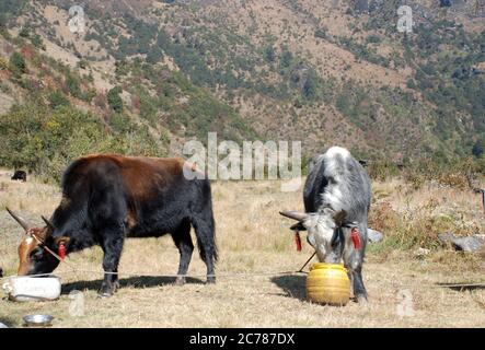 Zwei gebindete Yaks, die aus Eimern auf einem Hügel in Nepal füttern Stockfoto