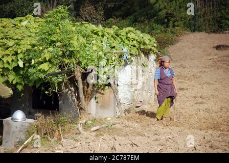 Eine junge Frau, die mit einer Hacke auf einem Feld im ländlichen Nepal in der Nähe des Dorfes Yamphudin arbeitet Stockfoto