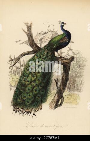 Indische Pfauenhuhn, Pavo cristatus. Paon domestique. Kopiert nach einer Illustration von Edouard Travies in Charles d'Orbignys Dictionnaire Universel d'Histoire Naturelle. Handkolorierter Stahlstich von F. Chardon aus Achille Comtes Musee d’Histoire Naturelle, Museum für Naturkunde, Gustave Hazard, Paris, 1854. Stockfoto