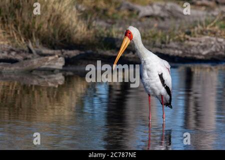 Gelbschnabelstorch (Mycteria ibis), manchmal auch Holzstorch oder Holzibis genannt, in der Xakanixa-Region des Okavango-Deltas im Norden von Botsw Stockfoto