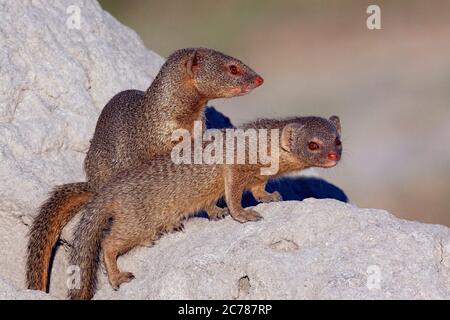 Zwei schlanke Mungos (Galerella sanguinea) im Khwai River Gebiet im Norden Botswanas, Afrika. Der Mungo ist ein kleines fleischfressendes Säugetier Stockfoto