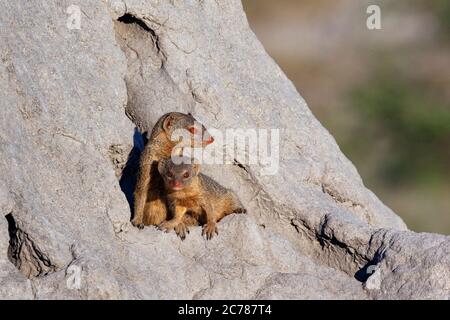 Zwei schlanke Mungos (Galerella sanguinea) im Khwai River Gebiet im Norden Botswanas, Afrika. Der Mungo ist ein kleines fleischfressendes Säugetier Stockfoto