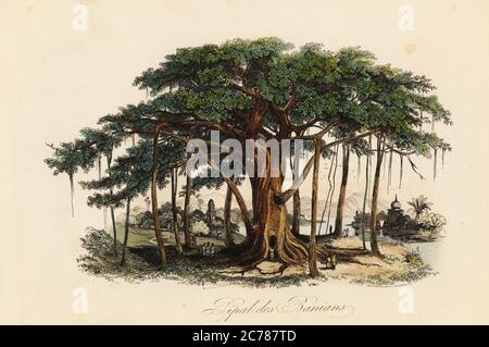 Heiliges Feigenbaum, Ficus religiosa, auch bekannt als Bodhi-Baum, Banian Baum, banyan Baum, Pippala Baum, Peepul Baum, Peepal Baum oder Ashwattha Baum. Pipal des Banians. Handkolorierter Stahlstich von F. Chardon aus Achille Comtes Musee d’Histoire Naturelle, Museum für Naturkunde, Gustave Hazard, Paris, 1854. Stockfoto