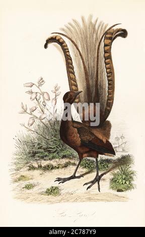 Superb lyrebird, Menura novaehollandiae, la Lyre, und falsche Azalea, Menziesia ferruginea, (Rhododendron menziesii). Kopiert nach einer Illustration von Adolph Fries in Felix-Edouard Guerin-Menevilles Dictionnaire Pittoresque d'Histoire Naturelle. Handkolorierter Stahlstich von F. Chardon aus Achille Comtes Musee d’Histoire Naturelle, Museum für Naturkunde, Gustave Hazard, Paris, 1854. Stockfoto