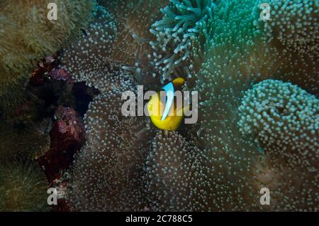 Clark's Anemonenfischen oder yellowtail Clownfisch, amphiprion clarkii, Anemone, Hamata, Rotes Meer, Ägypten Stockfoto
