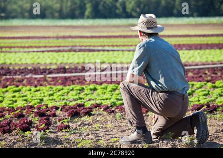 Landwirt, der ein großes Feld von Salat mit Bodenbewässerung Stockfoto