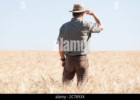 Landwirt in einem trockenen Feld der Ernte, weil die globale Erwärmung auf der Suche nach Regen - selektive Fokus auf den Landwirt Stockfoto