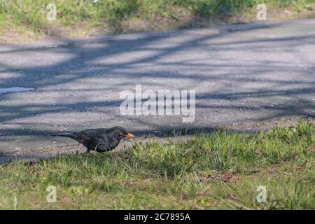 amsel Turdus merula auf dem Gras Peckerei Pflanze Stockfoto