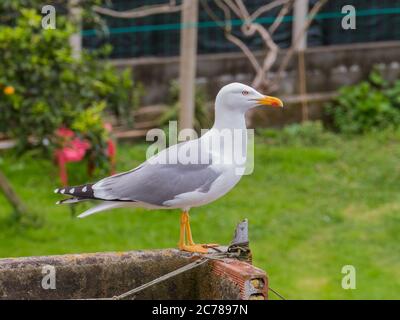 Gelbbeinmöwe thront auf einer Mauer Larus michahellis Stockfoto