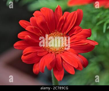 Hardy Gerbera Sweet Glow Stockfoto