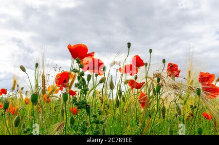 Nahaufnahme von roten Mohnblumen, die in einem Feld unter Bartgerste in der Nähe von Thirsk, North Yorkshire, Großbritannien, blühen Stockfoto