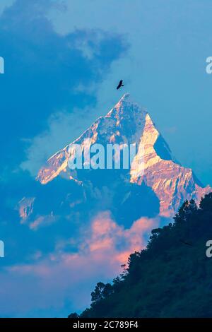 Nahaufnahme der Machapuchare (Fish Tail) Berge, wie sie bei Sonnenaufgang von Pokhara Stadt, Annapurna Bergkette am dunkelblauen Himmel, Nepal Himalaya, Nepal gesehen werden Stockfoto