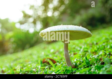 Selektiver Fokus auf weißen giftigen Pilz auf grünem Gras. Der Toadstool auf dem Rasen des Parks auf dem unscharfen Bokeh Hintergrund. Giftpilz mit Morgensonne Stockfoto