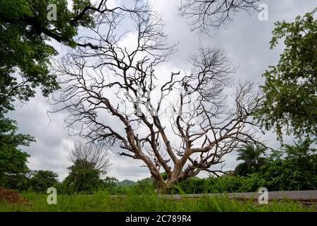 Toter Baum zwischen grünen und üppigen Bäumen mit schönem Himmel mit Wolken im Hintergrund erinnert an globale Erwärmung und Klimawandel. Stockfoto