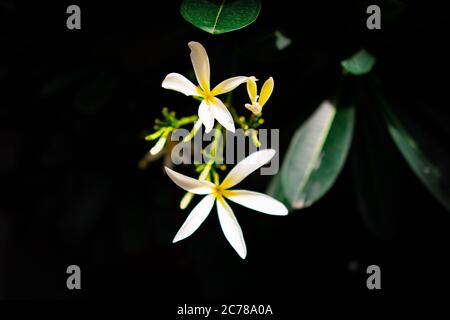 Weiße duftende Blume mit grünen Blättern in einem völlig dunklen Hintergrund. Frangipani Blume ist als Plumeria Blume bekannt. Stockfoto