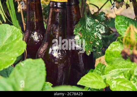Bierflaschen mit Tropfen auf grünem Pflanzenhintergrund, braune Flaschen Stockfoto