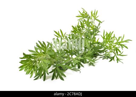 Artemisia absinthium Zweig isoliert auf weißem Hintergrund Stockfoto