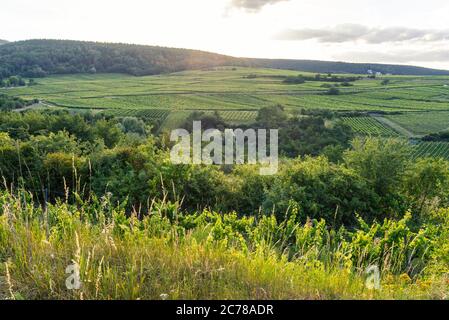 Weinberge bei Leistadt, Pfalz, Deutschland Stockfoto