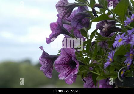 Sommer hängenden Korb mit lila Petunias & Astern Stockfoto