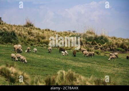 Schafe weiden in der andenmoorlandschaft, blauer Himmel Stockfoto