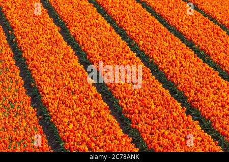 Hochwinkelansicht von Reihen von roten und orangen Tulpen auf einem Bauernhof Feld Stockfoto
