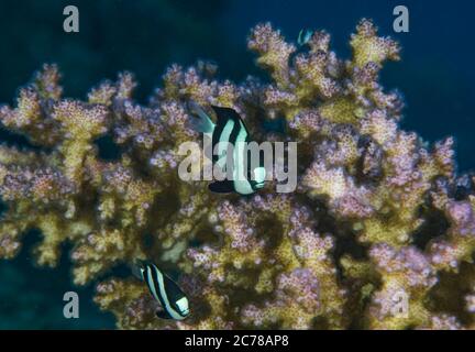 Damsel, Dascyllus aruanus, über seinem Versteck schwimmend, eine agropora Koralle, Hamata, Rotes Meer, Ägypten, Stockfoto