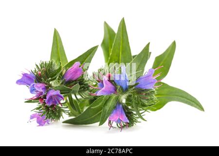 Purple Viper's bugloss isoliert auf weißem Hintergrund Stockfoto