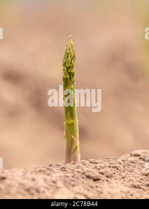 Einzelner Spargel auf der Erde bereit zur Ernte Stockfoto