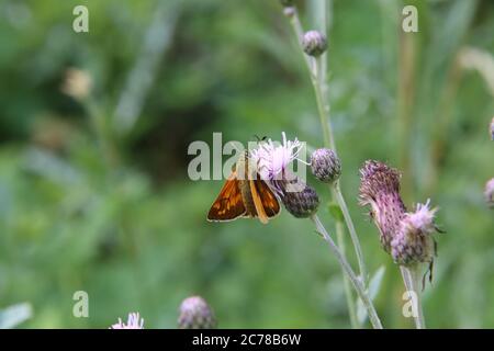 Eine Nahaufnahme eines großen Skipper Schmetterlings Stockfoto