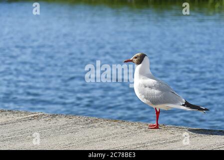 Schwarze Möwe Nahaufnahme vor dem See. Selektiver Fokus Stockfoto