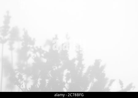 Graue Schatten von Lavendelblüten und Gras Stockfoto