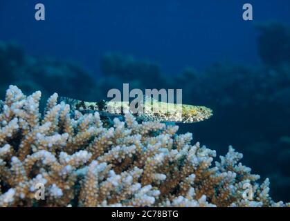 Variegated Lizardfish, Synodus variegatus, thront auf Staghorn Korallen, Hamata, Rotes Meer, Ägypten Stockfoto