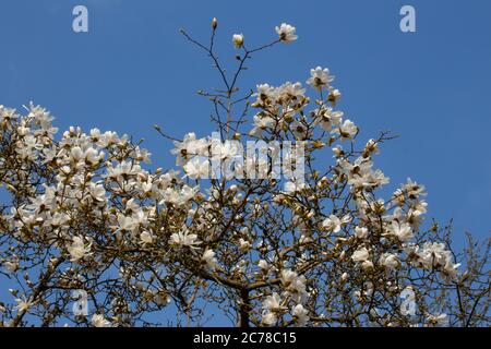 Niedriger Blickwinkel auf weiße Blumen eines Magnolienbaums vor einem klaren blauen Himmel, Magnolia grandiflora Stockfoto
