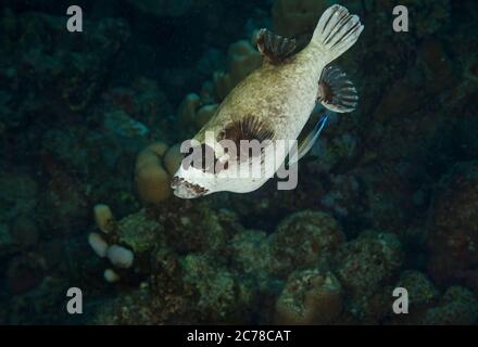 Maskenpuffer, Arothron diadematus, mit saubererer Lippe, auf Korallenriff in Hamata, Ägypten Stockfoto