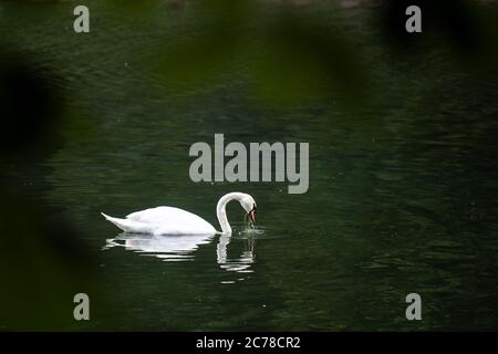 Köln, Deutschland. Juli 2020. Ein Schwan sucht Nahrung in einem Teich im grünen Gürtel. Quelle: Federico Gambarini/dpa/Alamy Live News Stockfoto