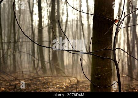 Ein Spinnennetz auf Baumzweigen in einem nebligen Frühlingswald Stockfoto