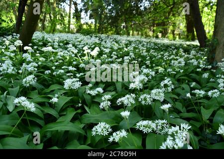 Bärlauch (Allium ursinum) auch als "Plumoms Teppich" bekannt der Boden eines kleinen Holzes im Frühjahr in der Nähe des Zentrums einer Stadt. Somerset. GROSSBRITANNIEN Stockfoto