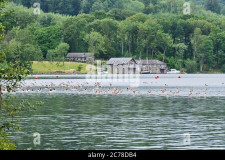 Kanada und Greylag Gänse auf Windermere, High Cunsey, Lake District, Cumbria Stockfoto