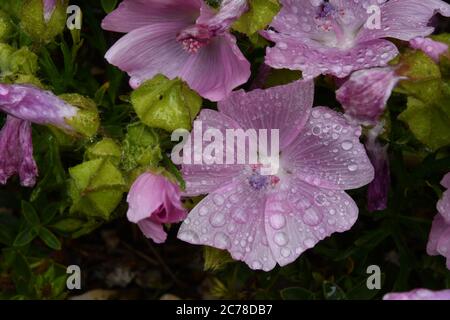 Nahaufnahme einer Muschelmalve (Malva moschata) Blume, die mit Wassertropfen bedeckt ist, nach einem Regenschauer mit Samenschoten in der Nähe.Frome. Somerset.UK Stockfoto