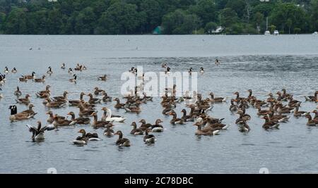 Kanada und Greylag Gänse auf Windermere, High Cunsey, Lake District, Cumbria Stockfoto