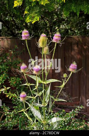 Eine blühende Teasel, Dipsacus fullonum, die in der Blumengrenze eines englischen Gartens wächst. Stockfoto