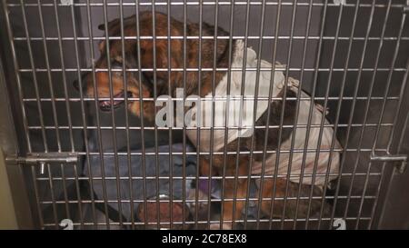 Kranker Hund in einem Käfig in einer Tierklinik. Stockfoto