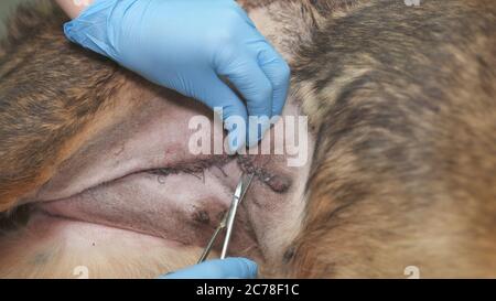 Nahtpflege nach der Operation bei einem Hund in einer Tierklinik. Stockfoto