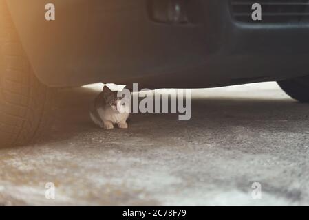Gefahr: Katze vor ein Auto liegen Stockfotografie - Alamy