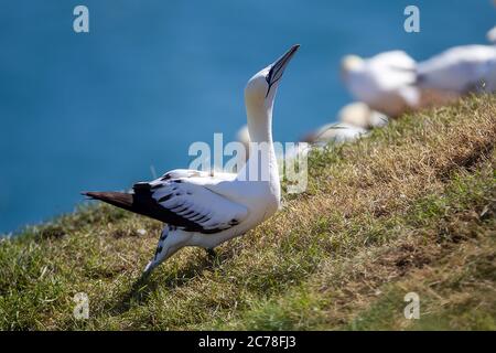 Northern Garnet saß auf seinem Nest bei Bempton Cliffs North Yorkshire, Großbritannien Stockfoto