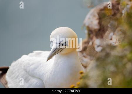 Northern Garnet saß auf seinem Nest bei Bempton Cliffs North Yorkshire, Großbritannien Stockfoto