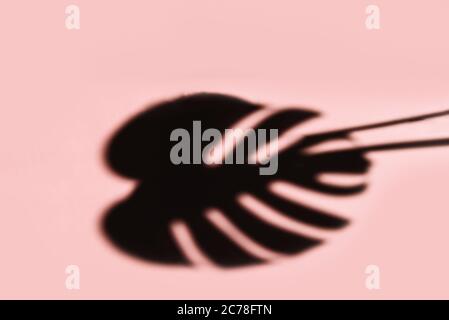 Monstera Blatt Schatten Stockfoto