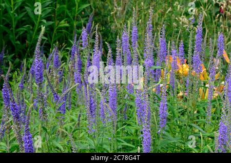 Veronica longifolia Speedwell Longleaf Speedwell blaue Blütenspitzen Stockfoto