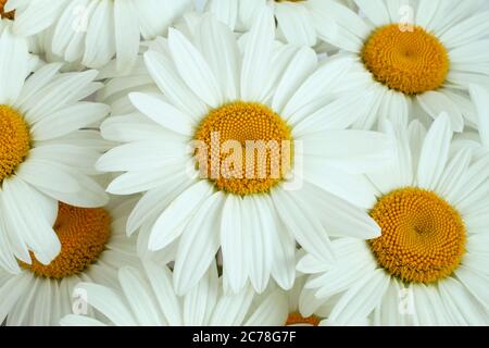 Ein Bouquet von großen weißen Kamillen. Draufsicht. Nahaufnahme Stockfoto